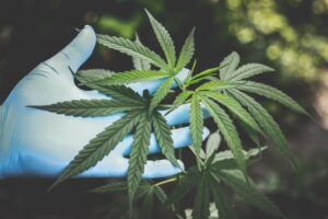 CANNABIS IN THE WORKPLACE